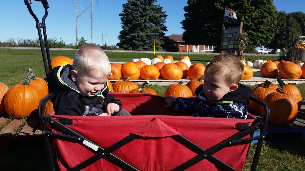 Allsop Farm Pumpkins & More | 195 Road 3 E, Kingsville, ON N9Y 2E5, Canada | Phone: (519) 733-2896