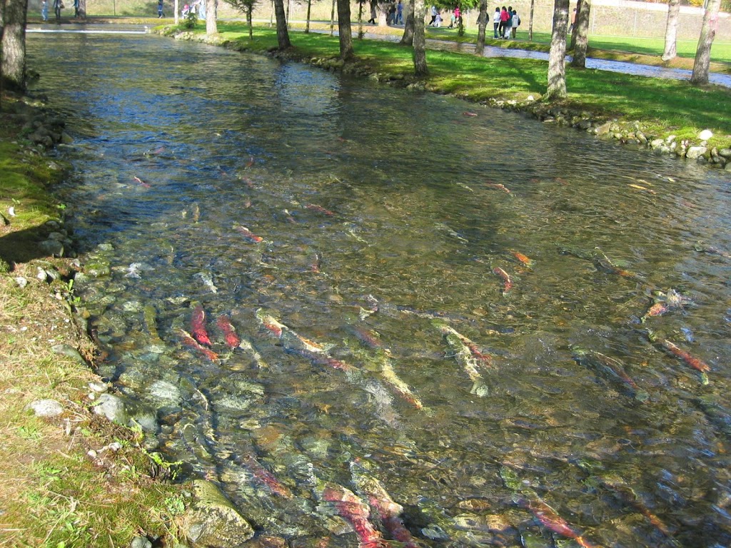 Chehalis River Hatchery | 16250 Morris Valley Rd, Agassiz, BC V0M 1A1, Canada | Phone: (604) 796-9444