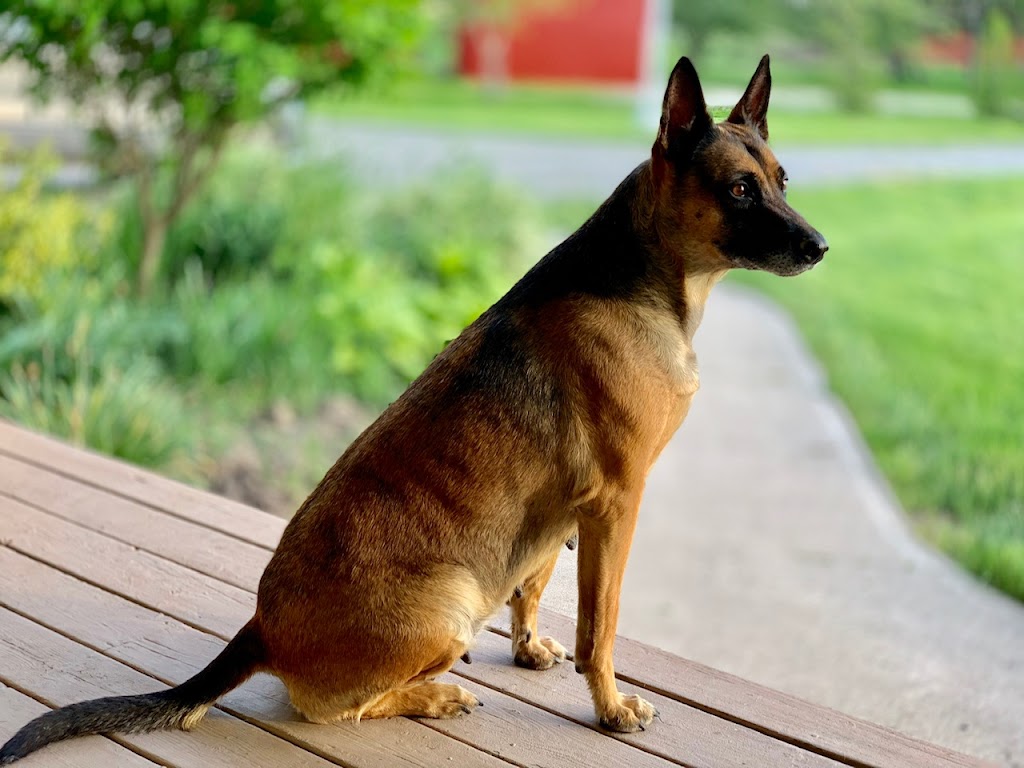 Command Control Dog Training (CCK9) | 21641 Dixie Road, Wainfleet, ON L0S 1V0, Canada | Phone: (877) 687-2259