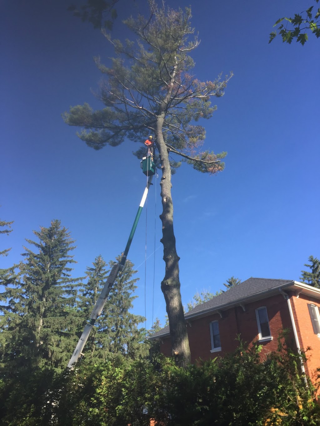 Grover Bros Tree Care | 687377 Oxford 2, Princeton, ON N0J 1V0, Canada | Phone: (519) 757-7166