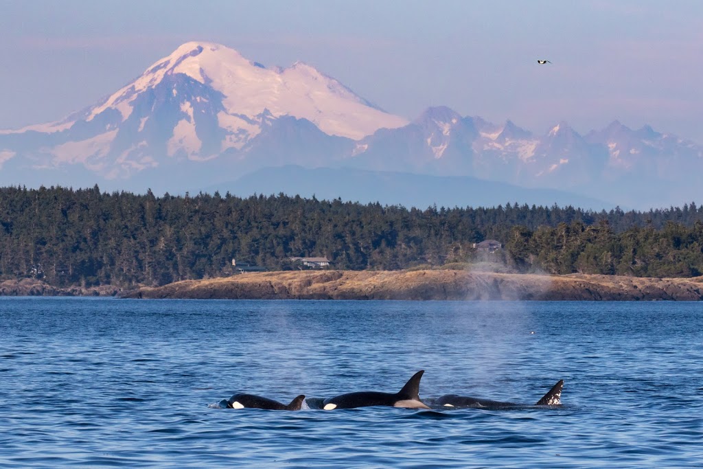 San Juan Safaris - Whale Watching | 10 Front St #102, Friday Harbor, WA 98250, USA | Phone: (360) 378-1323