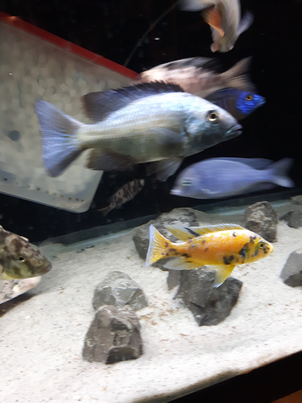 Mohawk Cichlids | Deserontyon Dr, Deseronto, ON K0K 1X0, Canada | Phone: (613) 604-3401