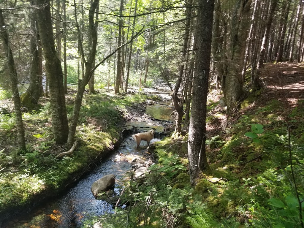 Long Beach Brook Falls Trailhead | Fundy Trail Pkwy, Saint Martins Parish, NB E5R, Canada | Phone: (866) 386-3987