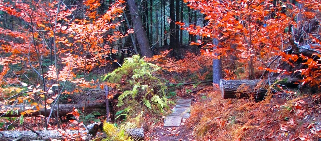 Forêt Héritage | 310 Chemin Filion, Sainte-Anne-des-Lacs, QC J0R 1B0, Canada