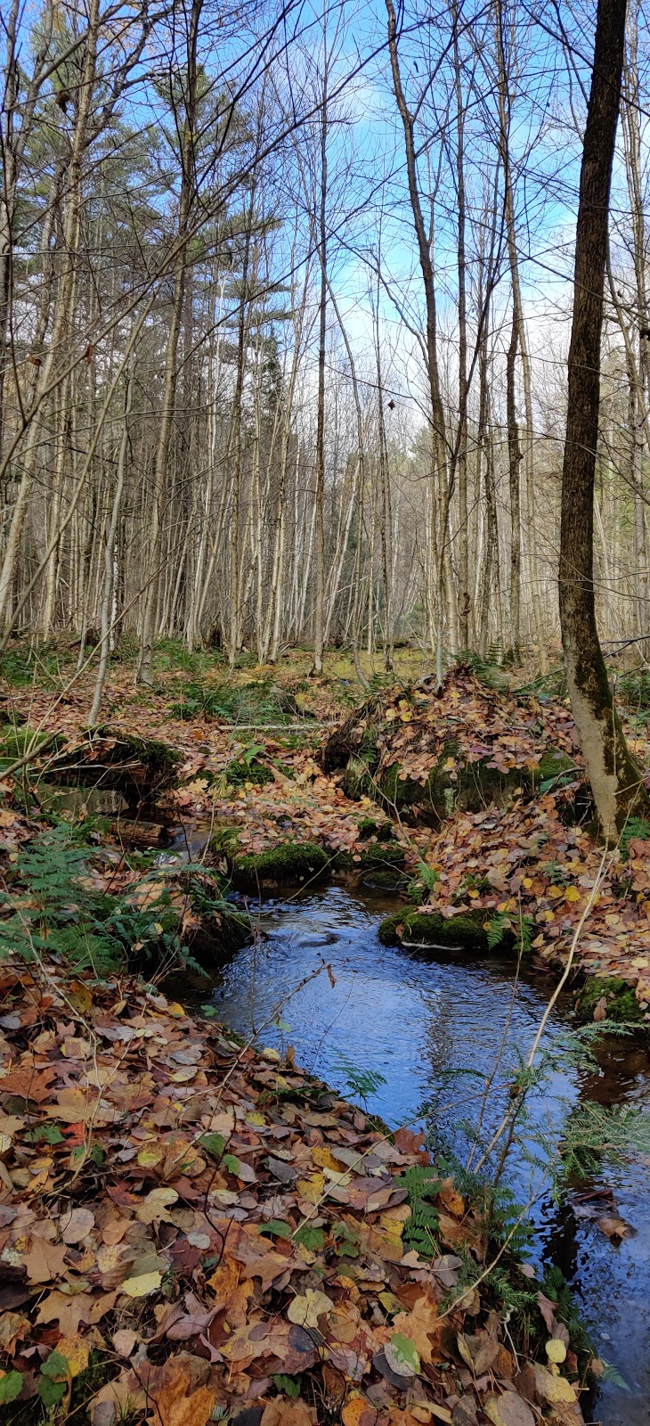 Haliburton Highlands Water Trails- Frost Centre Access Point | 20130 ON-35, Algonquin Highlands, ON K0M 1J2, Canada | Phone: (705) 766-9033