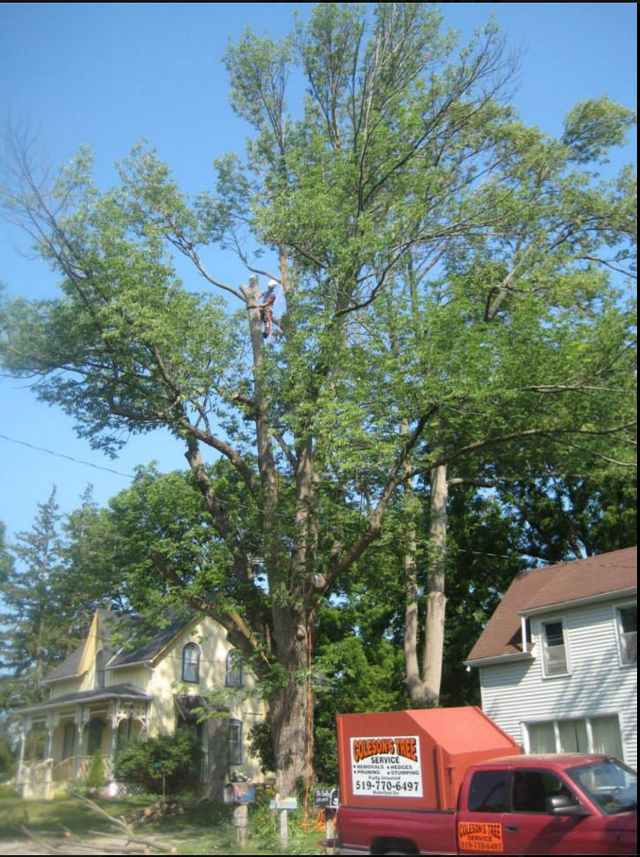 Colesons Tree Service | 423 Woodley Rd, Waterford, ON N0E 1Y0, Canada | Phone: (519) 770-6497