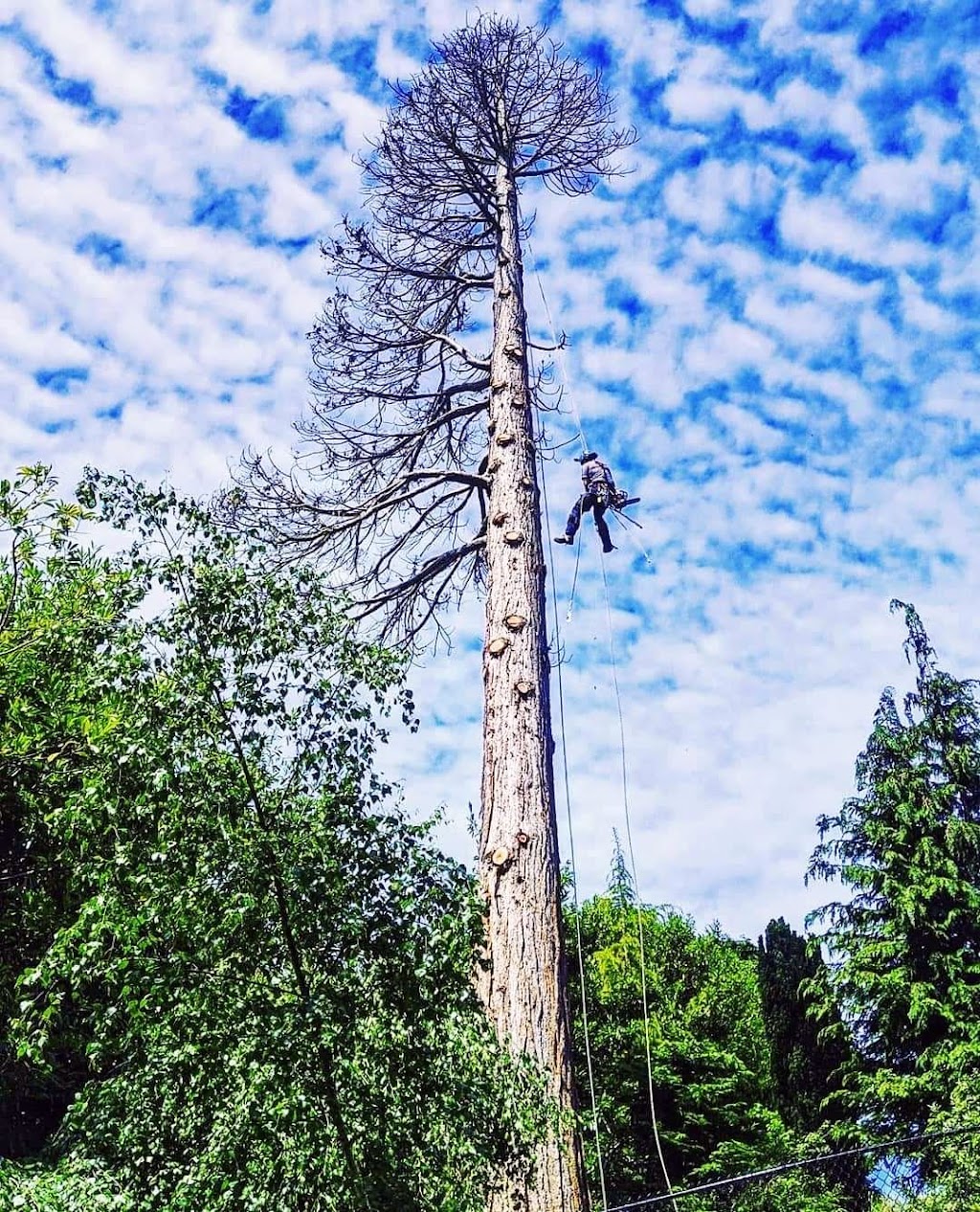 Tree Beard Arbor Care | 4961 Lochside Dr, Victoria, BC V8Y 2E6, Canada | Phone: (250) 516-9683