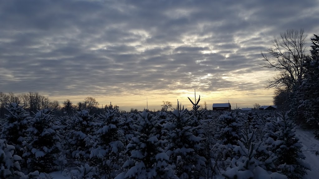 Caroles Christmas Tree Farm | 7685 2, Napanee, ON K7R 3K6, Canada | Phone: (613) 532-9627