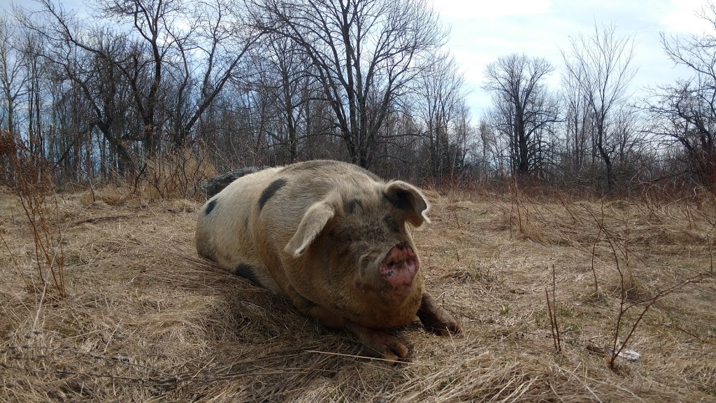 Ferme Selby Farm | 1332 Chemin Hudon, Dunham, QC J0E 1M0, Canada | Phone: (450) 204-2530