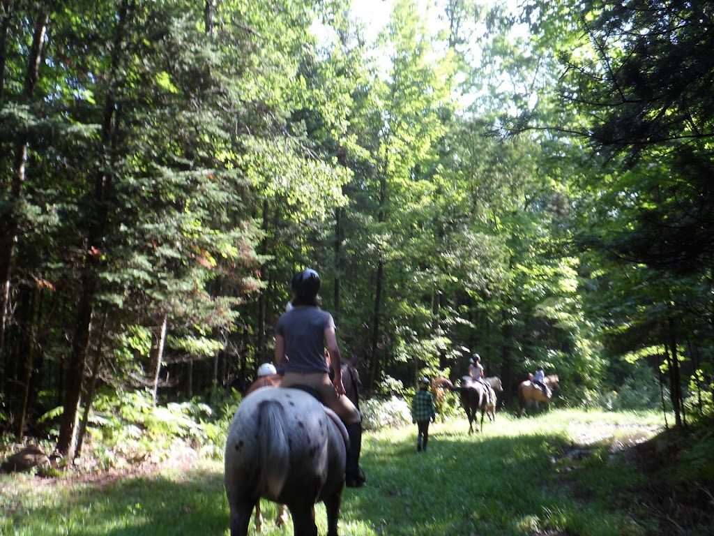 Horse Tales N Trails | 85 Old Nipissing Rd South, Magnetawan, ON P0A 1P0, Canada | Phone: (249) 995-0061