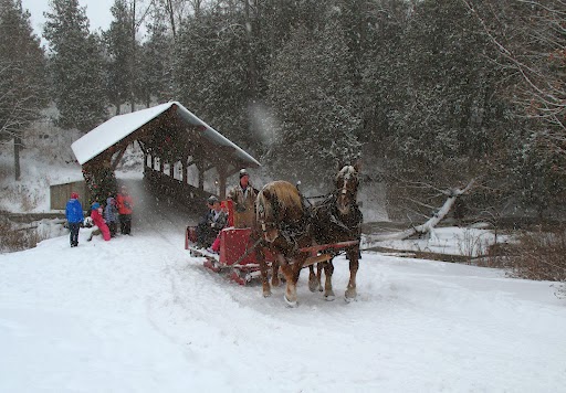 Cedar Hill Christmas Tree Farm | 951 8 Th Conc South, Pakenham, ON K0A 2X0, Canada | Phone: (613) 256-3029