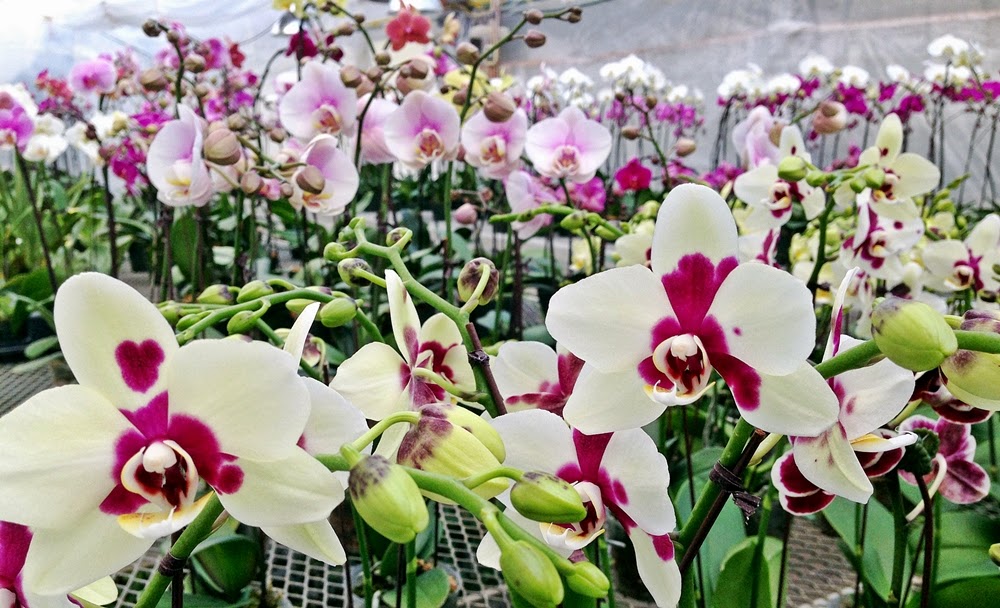 Ever Spring Orchids | 2868 Pipeline Rd, West Saint Paul, MB R4A 7A8, Canada | Phone: (204) 338-2340