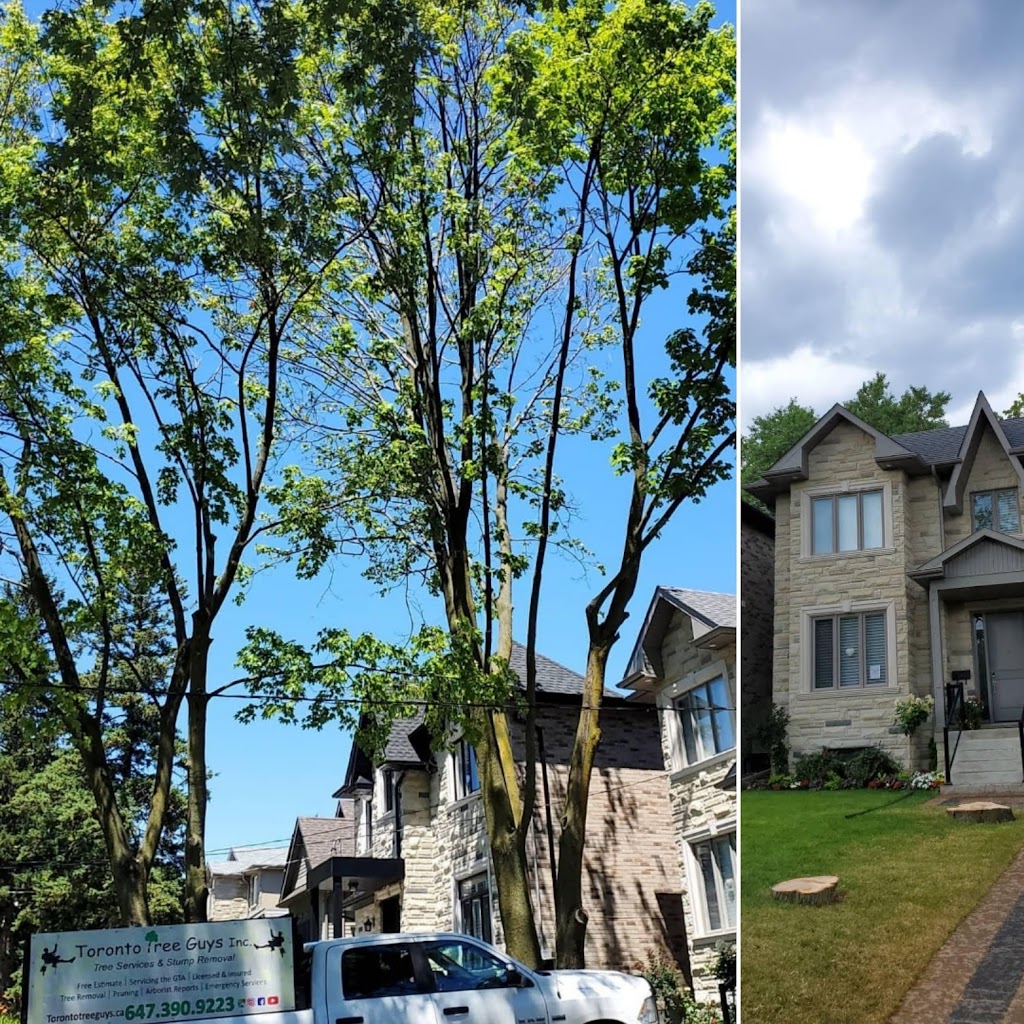 Toronto Tree Guys Inc. | 3190 Kingston Rd #72, Scarborough, ON M1M 1P5, Canada | Phone: (647) 390-9223