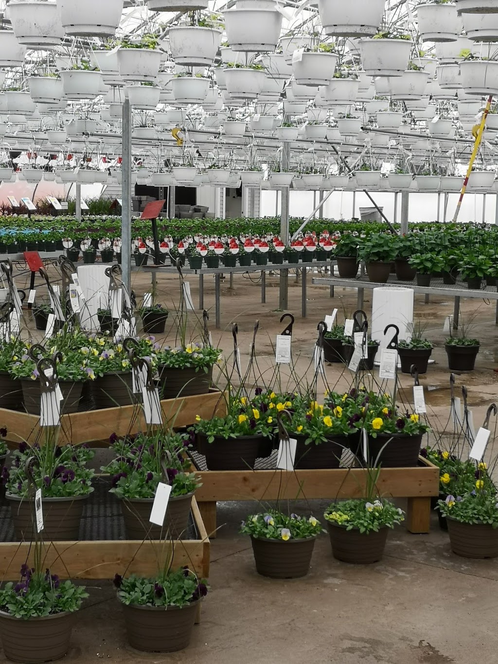 Sunshine Express Garden Centre | 18 Carlton St, Niagara-on-the-Lake, ON L0S 1J0, Canada | Phone: (905) 641-0983