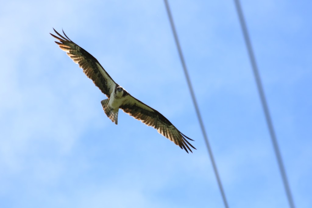 Osprey Nest | Brendas Rd, Nestleton Station, ON L0B 1L0, Canada