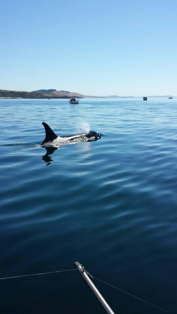 R&R Whale Watching Charters | 2201 Skyline Way, Anacortes, WA 98221, USA | Phone: (360) 941-6515