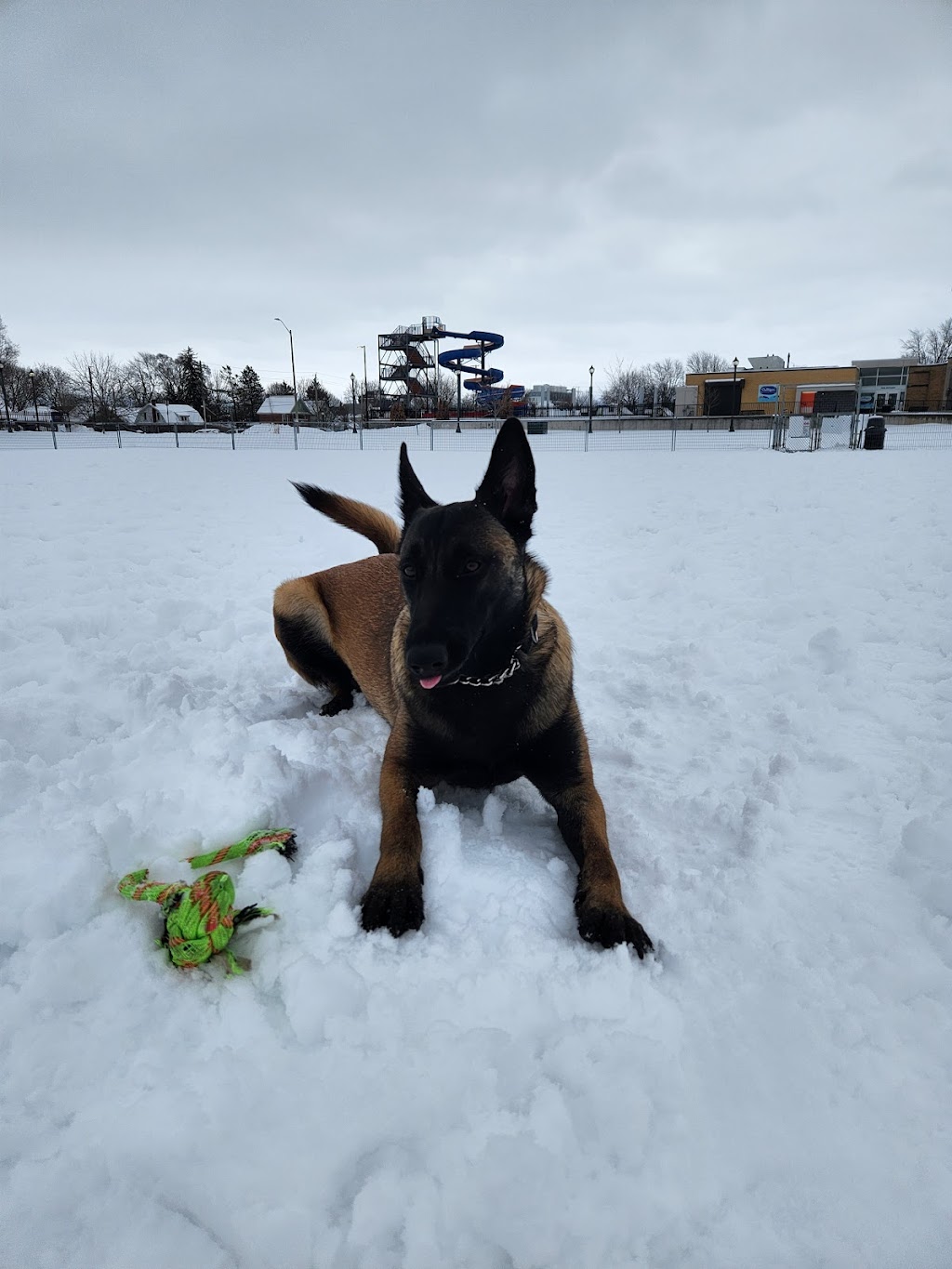 Memorial Centre Off-leash Dog Park | Alfred St, Kingston, ON K7K, Canada | Phone: (613) 546-0000