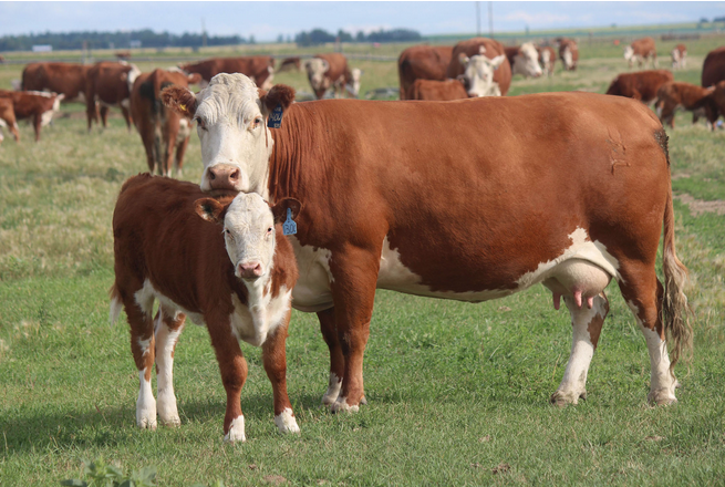 Gemstone Cattle Company | &, AB-862 &, Range Rd 164, Gem, AB T0J 1M0, Canada | Phone: (403) 633-0530