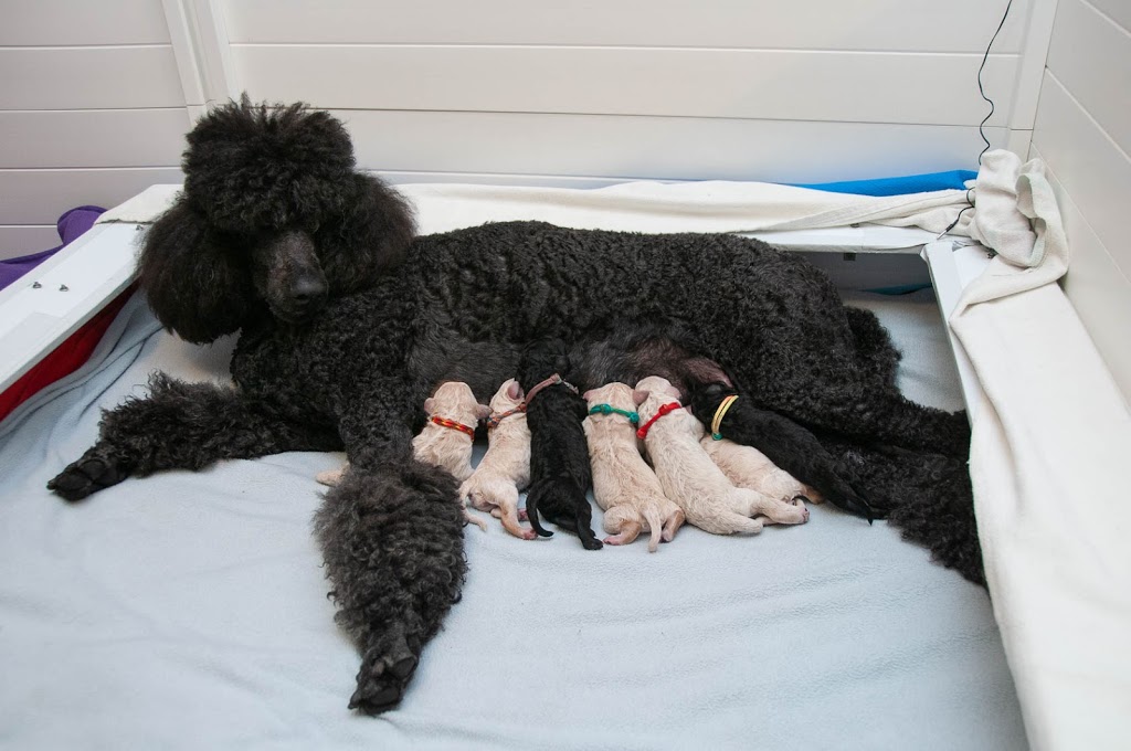 RockHaven Standard Poodles | 345 Franktown Rd, Carleton Place, ON K7C 2N4, Canada | Phone: (613) 250-2845