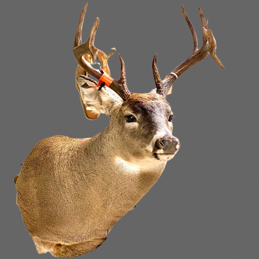 Denis le taxidermiste | 2025 9e Av, Saint-Augustin-de-Desmaures, QC G3A 1W7, Canada | Phone: (418) 455-4175