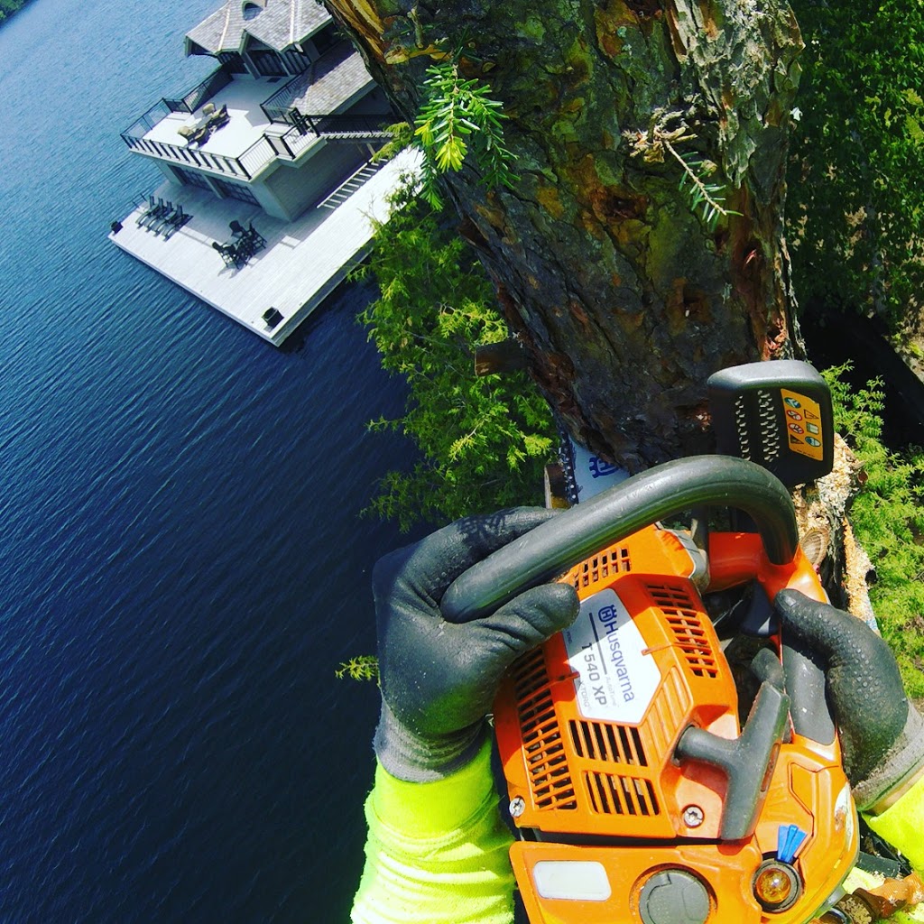 Alpine Arborist Professional Tree Care | 4 Lenarthur Ct, Aurora, ON L4G 6M2, Canada | Phone: (416) 509-2665