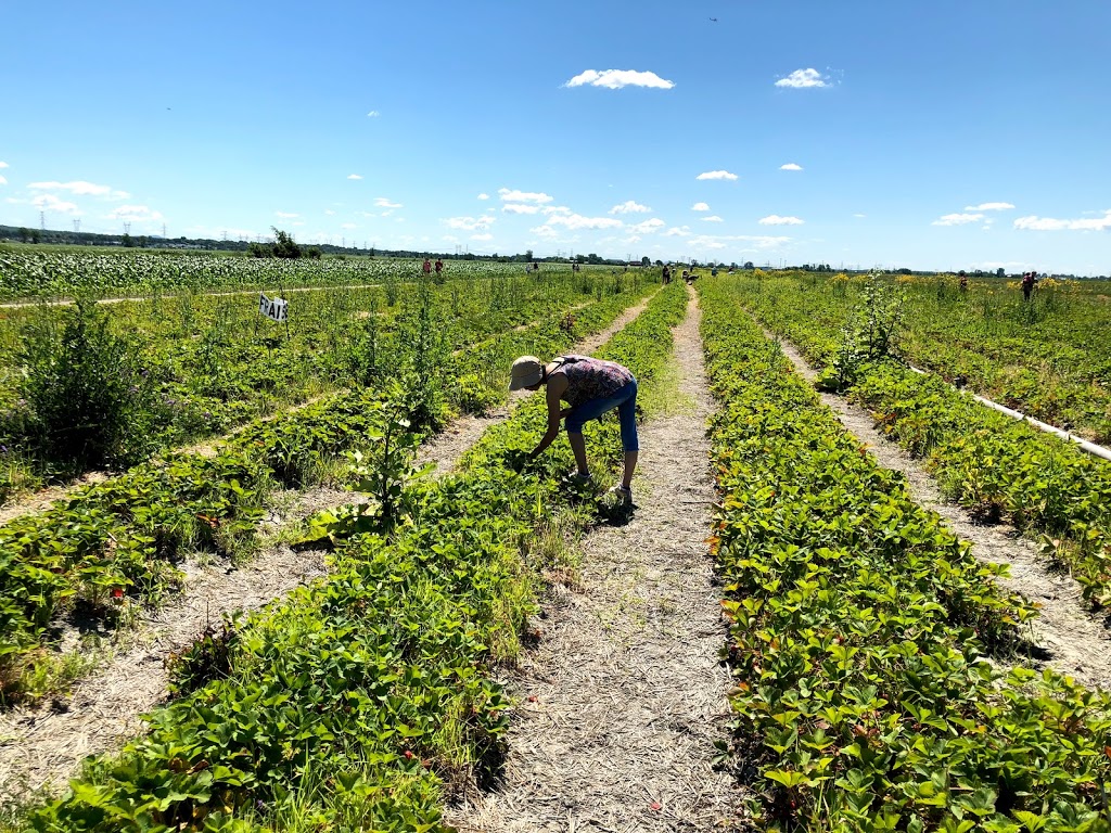 Verger de la Savane & Vegetables Charbonneau | 8000 Ch. de la Savane, Saint-Hubert, QC J3Y 8Y9, Canada | Phone: (450) 655-4205