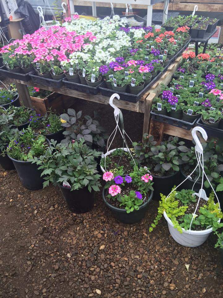 Bellis Garden and Greenhouses | 60106 Range Rd 152, Bellis, AB T0A 0J0, Canada | Phone: (780) 636-2669