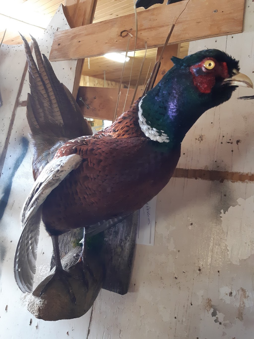 Taxidermy Pei | 2225 Covehead Rd, York, PE C0A 1P0, Canada | Phone: (902) 672-1430