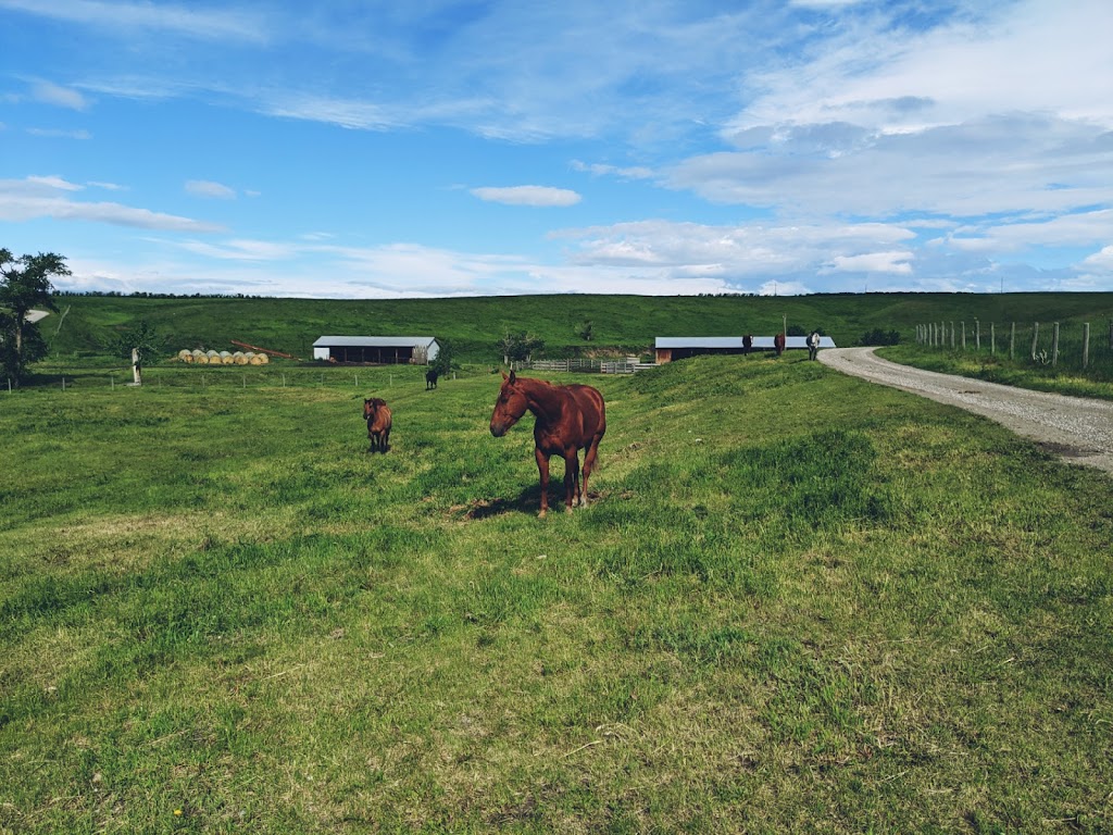 Fishburn Ranch grass-fed beef and bed & breakfast. | Box 2622, Pincher Creek No. 9, AB T0K 1W0, Canada | Phone: (403) 627-9887