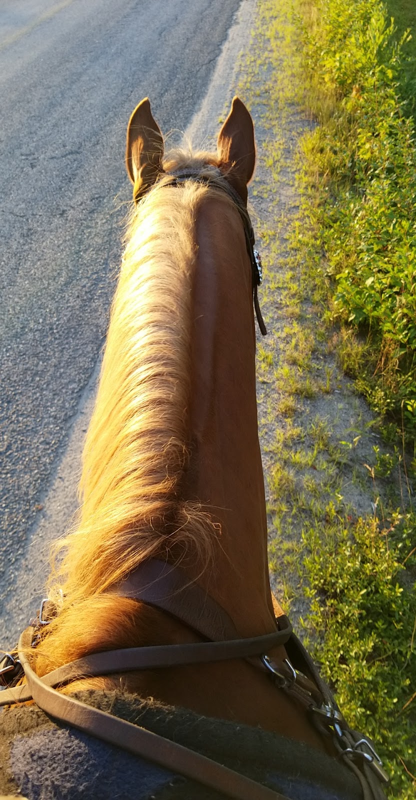 Saddle Tramp Stables | 512 Lockstead Road, Lockstead, NB E9B 1L8, Canada | Phone: (506) 627-6811