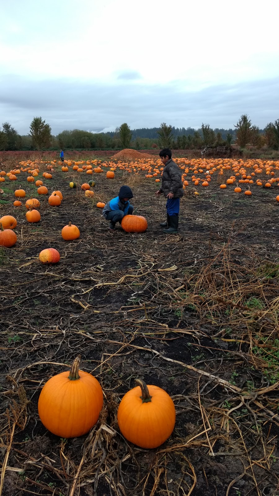 Rondriso Farms Pumpkin Patch and General Store | 8390 172 St, Surrey, BC V4N 3G4, Canada | Phone: (604) 574-5585