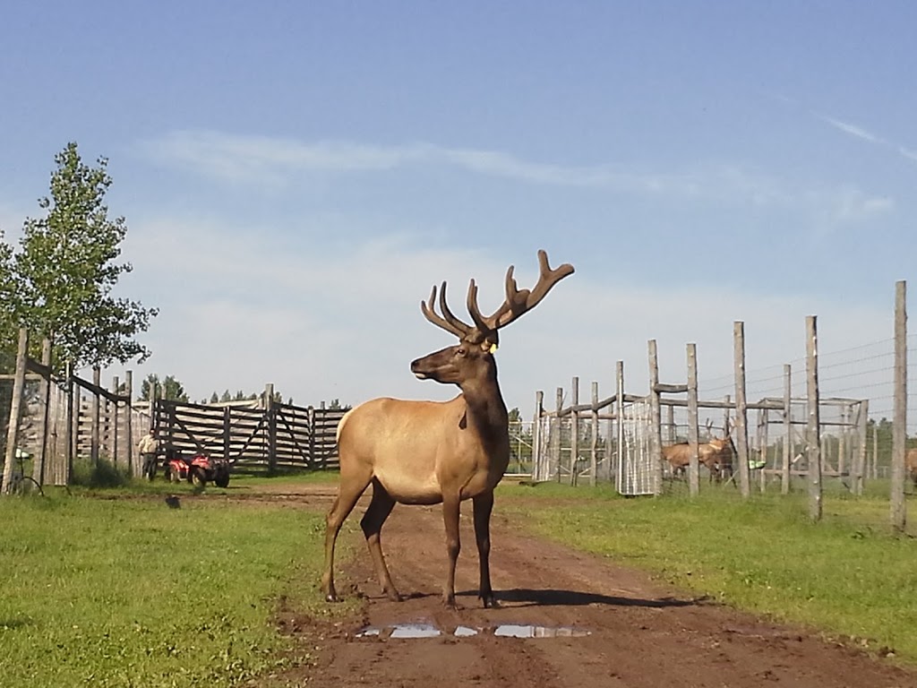 Ferme les Wapitis des Beaux Prés | 2480 10e Rang, Aston-Jonction, QC G0Z 1A0, Canada | Phone: (877) 226-3099