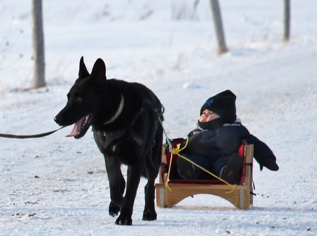 Wild Winds German Shepherds | 7489 1 Line RR #3, Arthur, ON N0G 1A0, Canada | Phone: (519) 831-8383