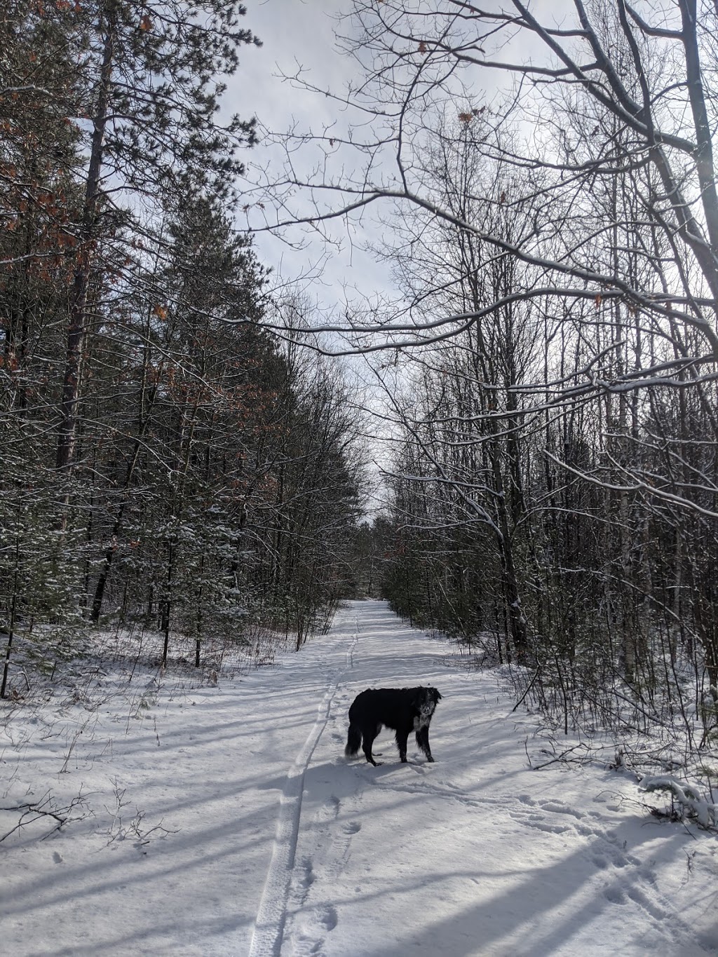 Woodland Trailhead, Northumberland County Forest | 199-101 Woodland Rd, Roseneath, ON K0K 2X0, Canada | Phone: (905) 372-3329 ext. 2303