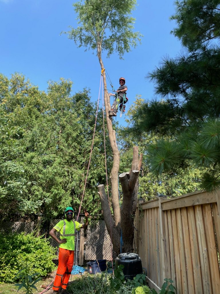 Green Canopy Tree Services | 19 Silvershadow Terrace, Brampton, ON L6R 0E6, Canada | Phone: (416) 302-2803