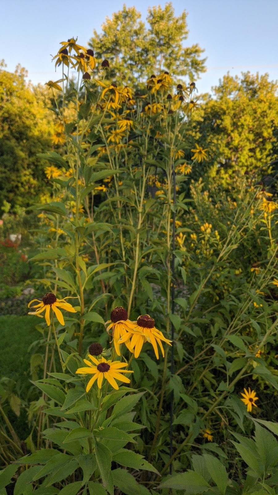 Beaux Arbres Native Plants | 29 Ragged Chute Rd, Bristol, QC J0X 1G0, Canada | Phone: (819) 647-2404