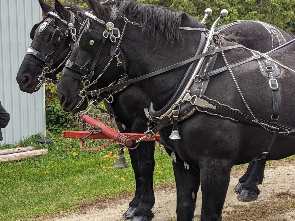 Silver Willow Farm Rescue | 528375, Side Rd 5, Mansfield, ON L0N 1M0, Canada | Phone: (705) 440-6160