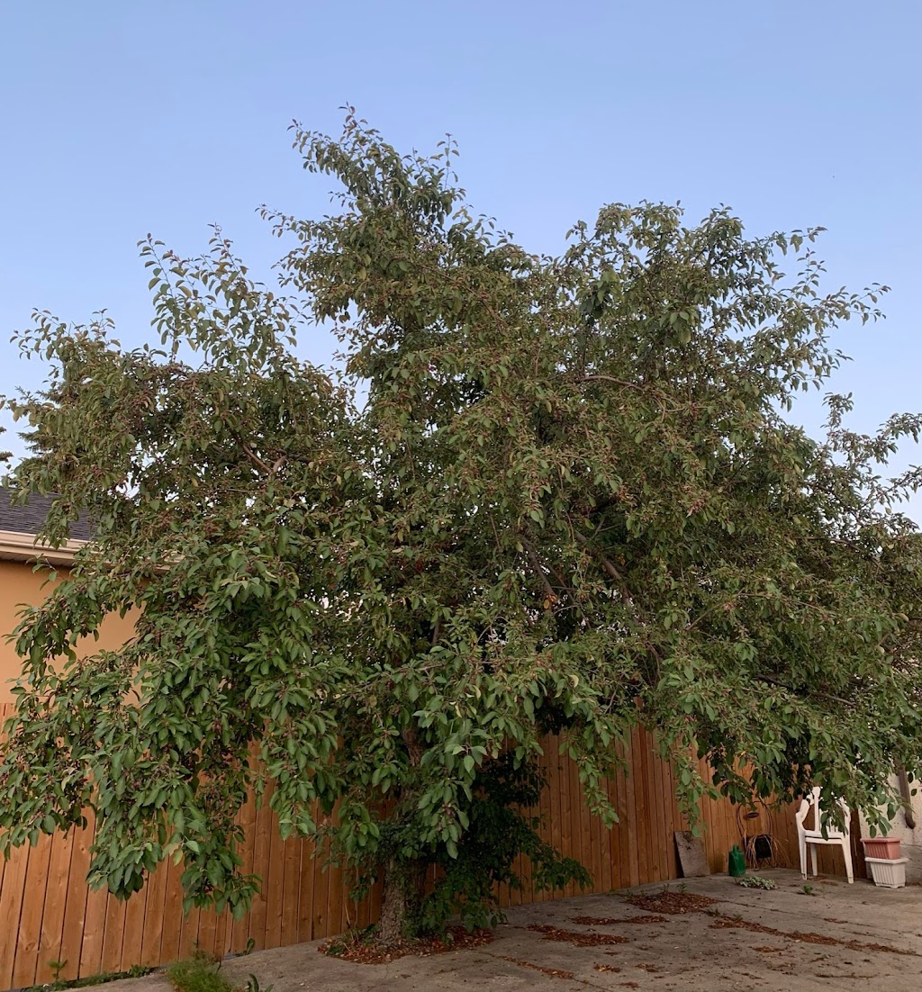 Bucks Tree Service | 1512 Grant Ct NW, Edmonton, AB T5T 6L3, Canada | Phone: (780) 934-8837