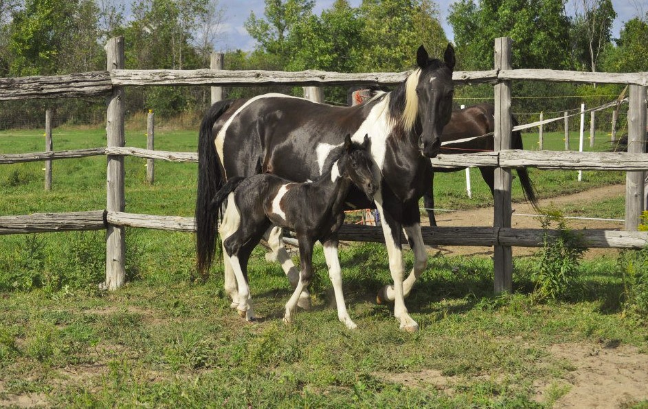 Northern Lights Equine | 680 Poonamalie Side Rd, Smiths Falls, ON K7A 4S4, Canada | Phone: (613) 284-0213