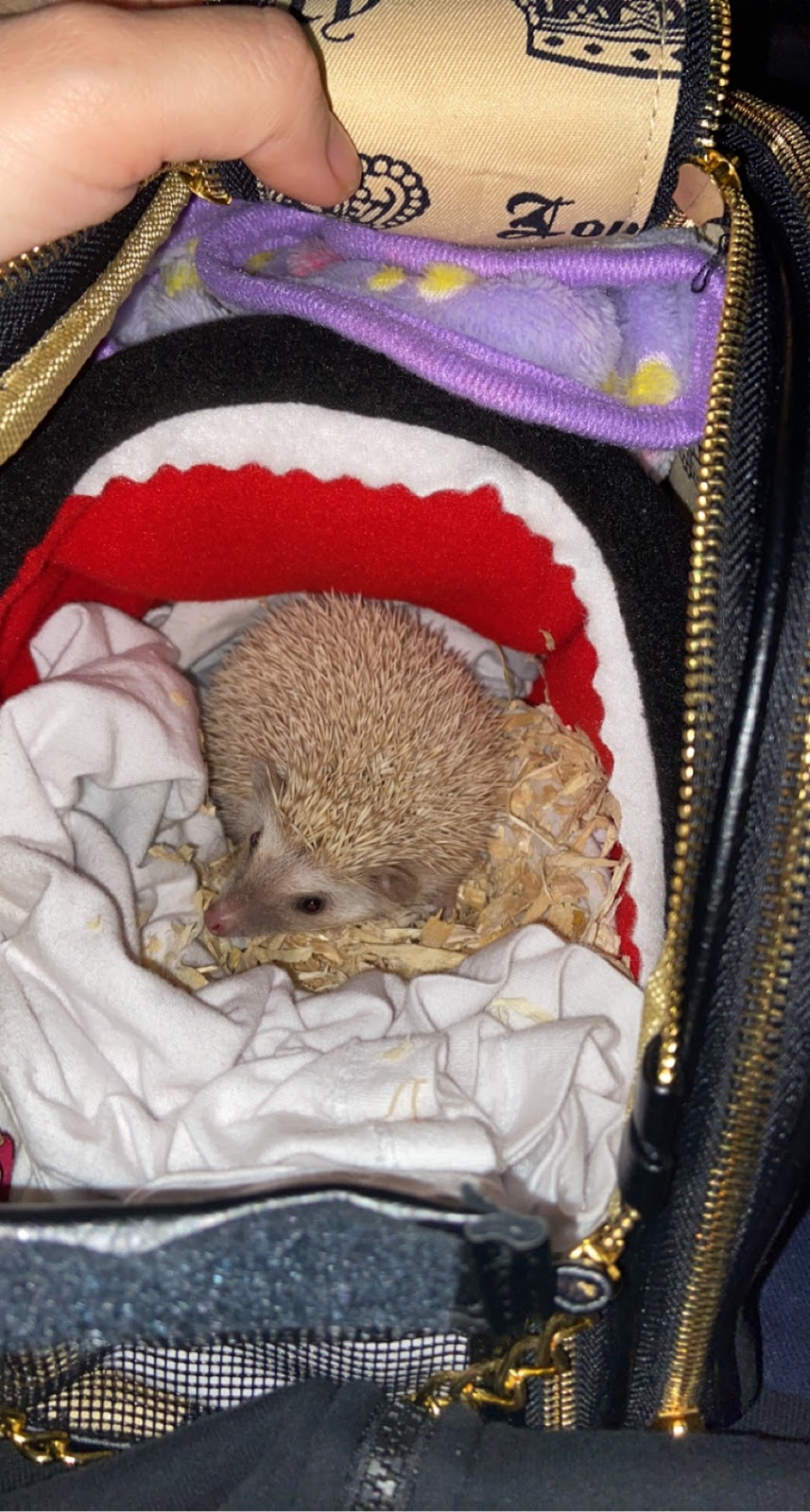 SV Hedgehogs - Pedigreed Hedgehog Breeder | Helanton Rd, Quathiaski Cove, BC V0P 1N0, Canada | Phone: (778) 476-5900