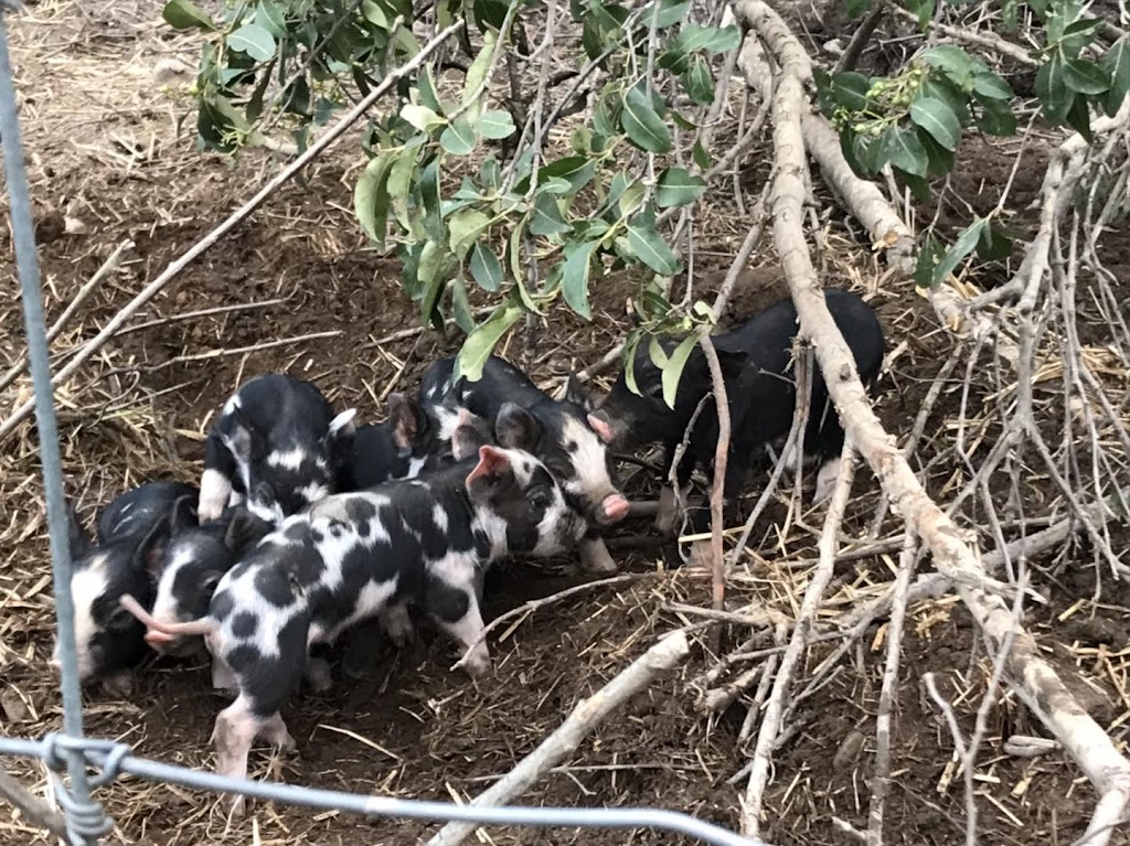 Ferme la petite bergère et compagnie | 3740 30e Rue, Saint-Prosper, QC G0M 1Y0, Canada | Phone: (418) 234-3494