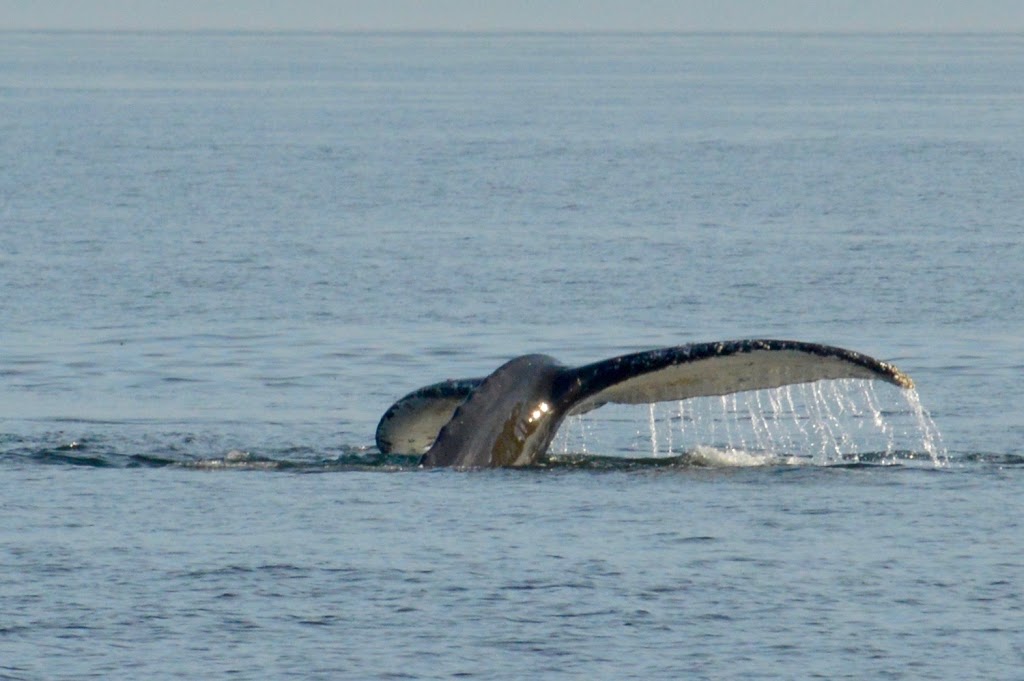 San Juan Safaris - Whale Watching | 10 Front St #102, Friday Harbor, WA 98250, USA | Phone: (360) 378-1323