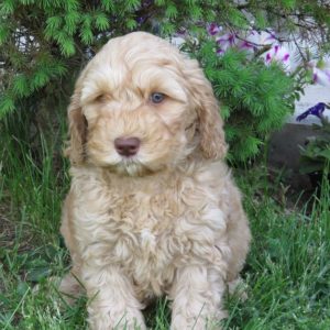 Canadoodle Australian Labradoodles | 2235 Carson Rd, Grand Forks, BC V0H 1H4, Canada | Phone: (250) 442-2957