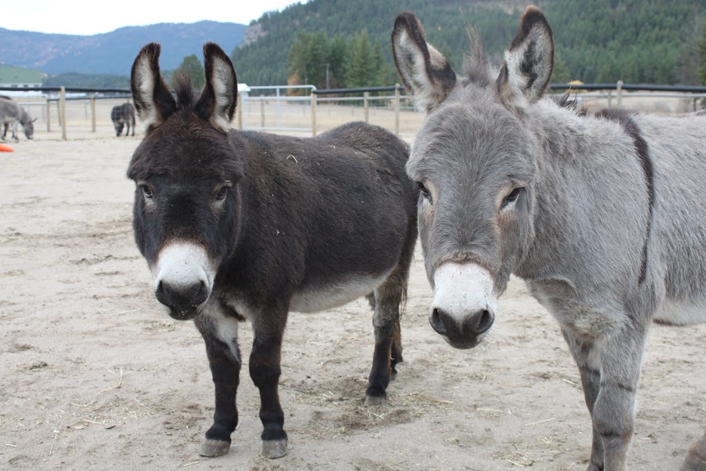 Turtle Valley Donkey Refuge | 7877 Skimikin Rd, Chase, BC V0E 1M1, Canada | Phone: (250) 679-2778