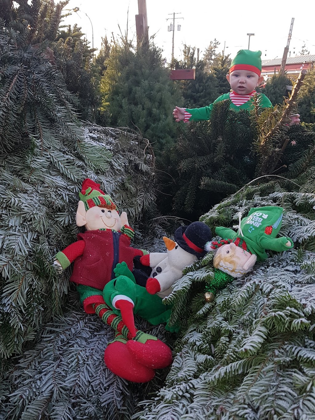 Chungs Christmas Tree Lot | 5749 Ladner Trunk Rd, Delta, BC V4K 1X5, Canada | Phone: (604) 780-7840