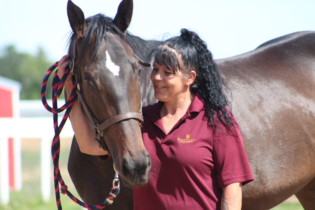 Westana Equine Rehabilitation & Conditioning Centre | Range Rd 211, Redwater, AB T0A 2W0, Canada | Phone: (780) 736-3537