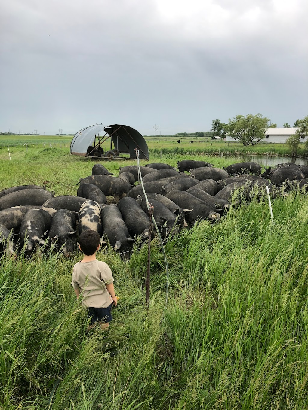 Zinn Farms | 1056 Road 54 North, Springstein, MB R0G 2N0, Canada | Phone: (204) 471-3418