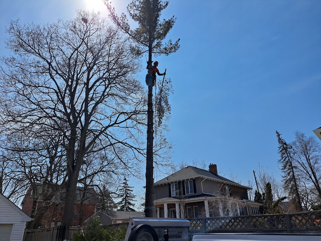 Haliburton Tree Care | 479 Mountain St, Haliburton, ON K0M 1S0, Canada | Phone: (705) 457-7199