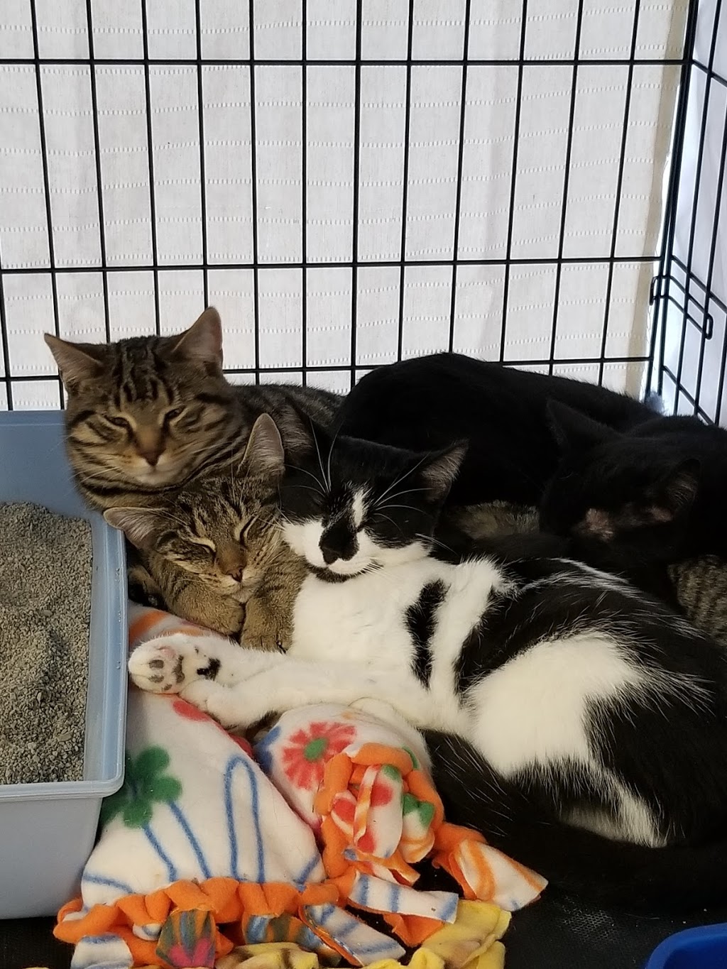 PetSmart | 33 Mapleview Dr W, Barrie, ON L4N 9H5, Canada | Phone: (705) 722-0337