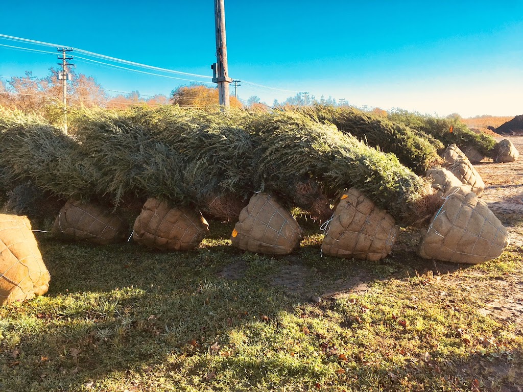 LES PLANTATIONS LÉTOURNEAU | 11150 Rte Sir Wilfrid Laurier, Mirabel, QC J7N 1L9, Canada | Phone: (450) 438-4381